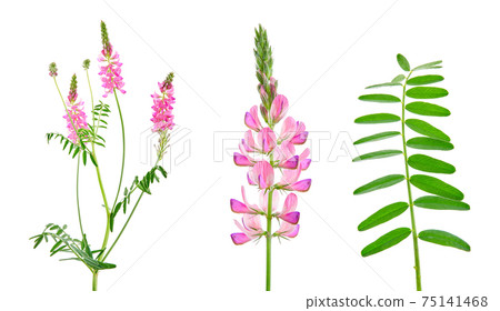 Onobrychis viciifolia, also known as Onobrychis sativa or common sainfoin. Agricultural plant on a white background Onobrychis viciifolia, also known as Onobrychis sativa or common sainfoin. Agricultural plant on a white background 75141468
