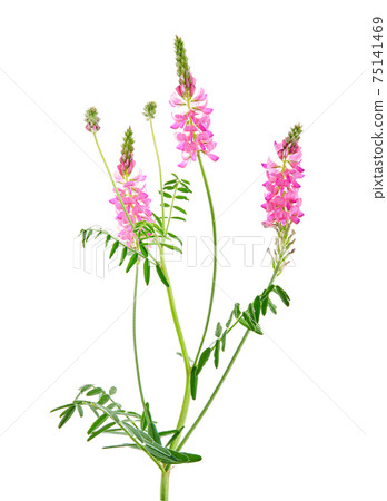 Onobrychis viciifolia, also known as Onobrychis sativa or common sainfoin. Agricultural plant on a white background 75141469