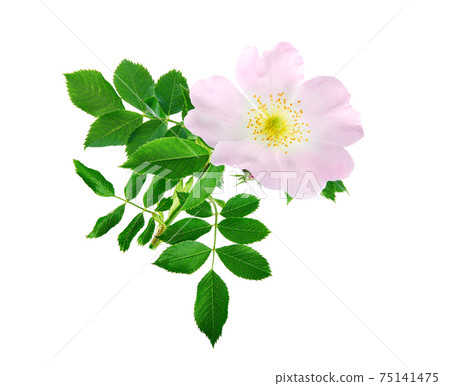 Rosehip flower isolated on white background. Rosa canina, commonly known as the dog rose. 75141475