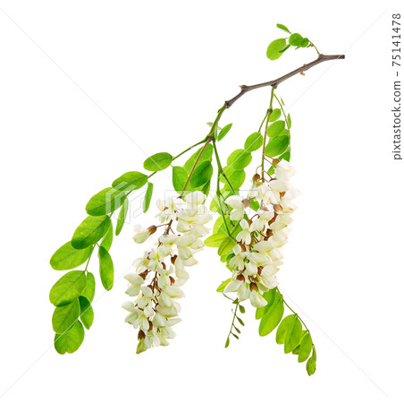 Robinia pseudoacacia, commonly known in its native territory as black locust. Flower on a white background. 75141478