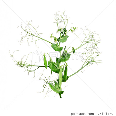 Green pea plant, pea pods, flowering green peas. Isolate on a white background. Green pea plant, pea pods, flowering green peas. Isolate on a white background. 75141479