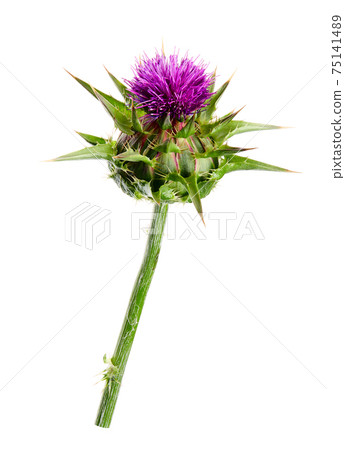 Medical plants: Milk thistle (Silybum marianum) flower isolated on white background. Silybum marianum or cardus marianus, milk thistle, blessed milk thistle, Marian Thistle, Mary Thistle, Saint Mary's Medical plants: Milk thistle (Silybum marianum) flower isolated on white background. Silybum marianum or cardus marianus, milk thistle, blessed milk thistle, Marian Thistle, Mary Thistle, Saint Mary's 75141489