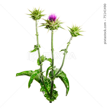 Medical plants: Milk thistle (Silybum marianum) flower isolated on white background. Silybum marianum or cardus marianus, milk thistle, blessed milk thistle, Marian Thistle, Mary Thistle, Saint Mary's Medical plants: Milk thistle (Silybum marianum) flower isolated on white background. Silybum marianum or cardus marianus, milk thistle, blessed milk thistle, Marian Thistle, Mary Thistle, Saint Mary's 75141490