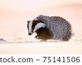 Attractive winter scene with badger. European badger (Meles meles) running on the snow. Animal in nature habitat. 75141506