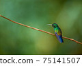 Fiery-throated Hummingbird, Panterpe insignis, shiny colour bird. Wildlife scene from tropic forest. Mountain bright animal from Costa Rica 75141507