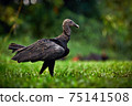 Black Vulture, Coragyps atratus, sitting in the green vegetation. Vulture in nature habitat. Big black scavenge. Wildlife scene from Costa Rica. 75141508