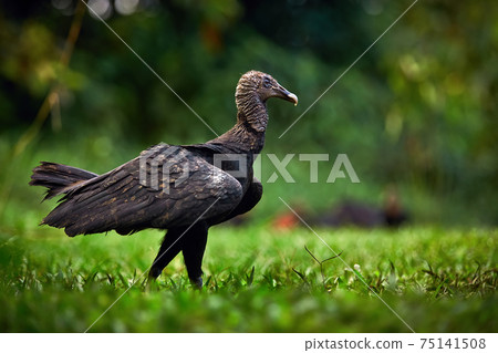 Black Vulture, Coragyps atratus, sitting in the green vegetation. Vulture in nature habitat. Big black scavenge. Wildlife scene from Costa Rica. 75141508