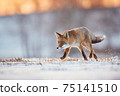 Red Fox hunting, Vulpes vulpes, wildlife scene from Europe.An animal in its natural habitat. Beautiful young fox on a snowy meadow. 75141510