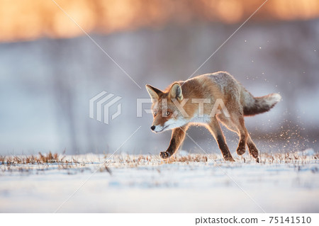 Red Fox hunting, Vulpes vulpes, wildlife scene from Europe.An animal in its natural habitat. Beautiful young fox on a snowy meadow. 75141510