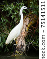 Little egret (Egretta garzetta) catches fish in the river Danube. White heron standing in the river and watching the fish. Wild scene from nature. The natural beauty of the Danube Delta in Romania 75141511