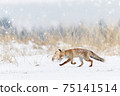 Fox with white snow on the meadow. Hunting fox (vulpes vulpes) in a snowy field. Nature scene with a beast. Beautiful young red fox and fresh snow. 75141514