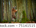 Young Amur tiger (Panthera tigris)  playing in the forest. A large feline beast climbs a tree. Siberian big cat in environment. Tiger in nature forest habitat. 75141515