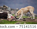 An aggressive, free-ranging dog eats caught by a farm animal. Dangerous stray animal. A big bad dog tears meat. 75141516