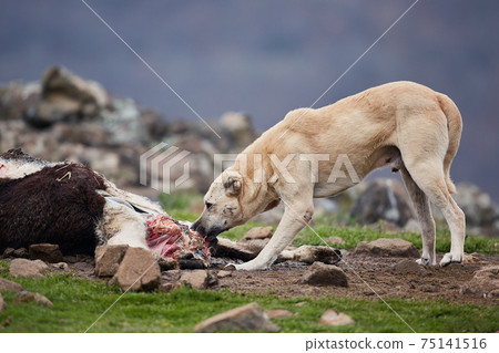An aggressive, free-ranging dog eats caught by a farm animal. Dangerous stray animal. A big bad dog tears meat. An aggressive, free-ranging dog eats caught by a farm animal. Dangerous stray animal. A big bad dog tears meat. 75141516