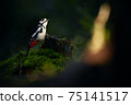 Great spotted woodpecker (Dendrocopos major) in the dark forest. A bird in its natural habitat. Wild scene from Finland. Beautiful black and white bird with a red cap. 75141517