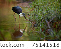 Woolly-necked stork or whitenecked stork (Ciconia episcopus) looking for fish in Wilpattu National Park in Sri Lanka. A large black and white stork living in Asia and Africa. Wildlife scene from 75141518