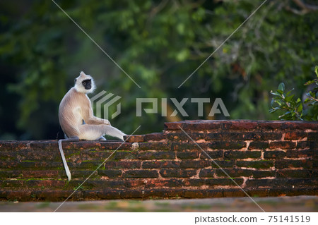 The northern plains gray langur (Semnopithecus entellus), also known as the sacred langur, Bengal sacred langur and Hanuman langur. A monkey sitting on the walls of a temple in Anuradhapura. The northern plains gray langur (Semnopithecus entellus), also known as the sacred langur, Bengal sacred langur and Hanuman langur. A monkey sitting on the walls of a temple in Anuradhapura. 75141519