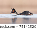 Wedding dance of Great Crested Grebe - Podiceps cristatus. Spring photo of water birds. Wildlife scene from Czech Republic. Animals in natural environment. 75141520