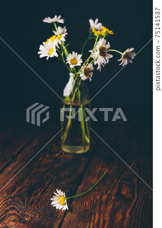 Small bouquet of wild chamomile flowers 75141587