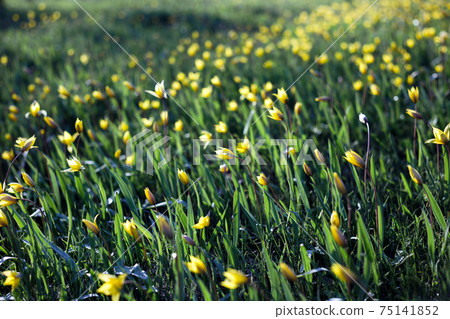 beautiful wild yellow tulips on the meadow 75141852