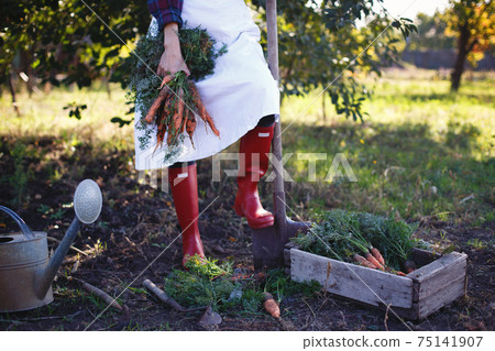 a harvesting carrots a harvesting carrots 75141907