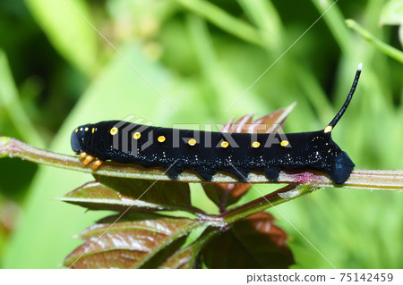 Caterpillar larva 75142459
