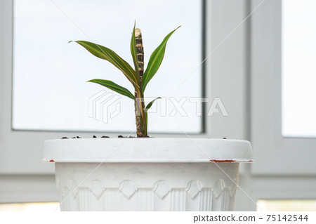 Seedling of a plant Cordilina close-up in a pot on a background of a window Seedling of a plant Cordilina close-up in a pot on a background of a window 75142544