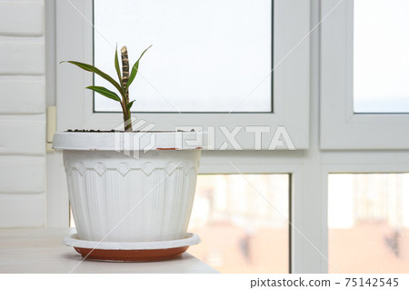 Indoor plant seedling in a large pot by the window Indoor plant seedling in a large pot by the window 75142545