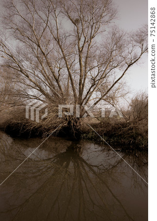 Trees along the river in winter and their reflections Trees along the river in winter and their reflections 75142868