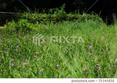 A herd of wasteland thieves Hagi illuminated by the spring sunshine A herd of wasteland thieves Hagi illuminated by the spring sunshine 75143858