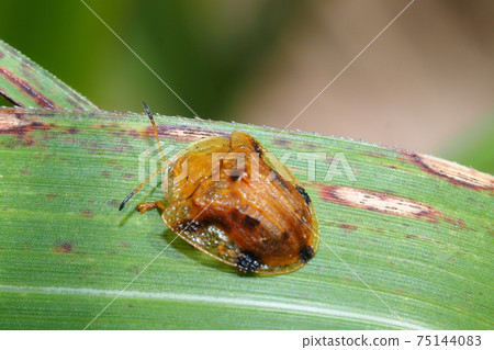 Yotsu Monkey Beetle 75144083