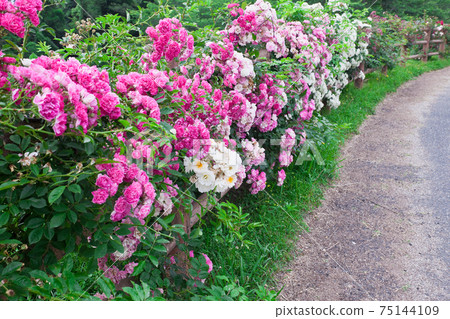 Pink rose hedge Pink rose hedge 75144109