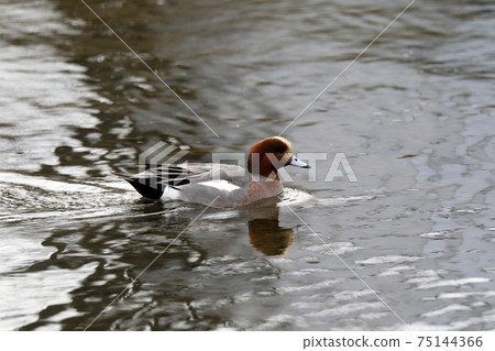 Hydrigamo♂ Hydrigamo♂ 75144366