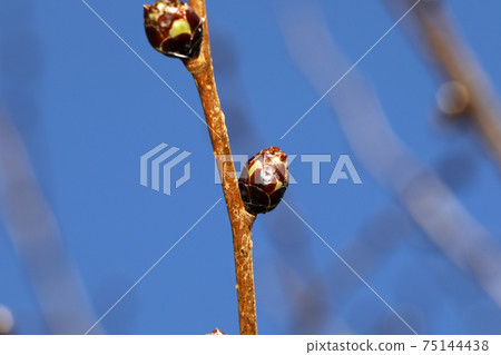 Euptelea buds 75144438