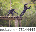 Monkeys Having Fun 75144445