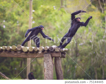 Monkeys Having Fun 75144445