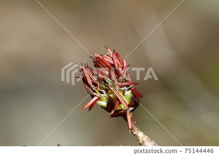 Fu sakura flower 75144446