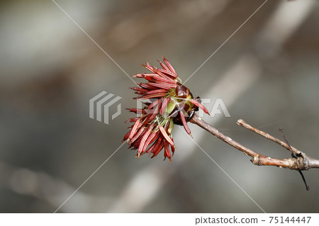 Fu櫻花 75144447