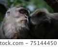 Affection of monkeys 75144450