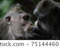 Two monkeys snuggling up 75144460