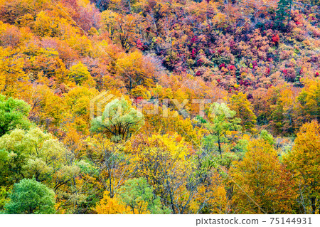 Okutadami Dam in yellow leaves, Niigata Prefecture 75144931