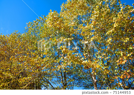 Yubiso Park Autumn scenery Platanus tree 75144953