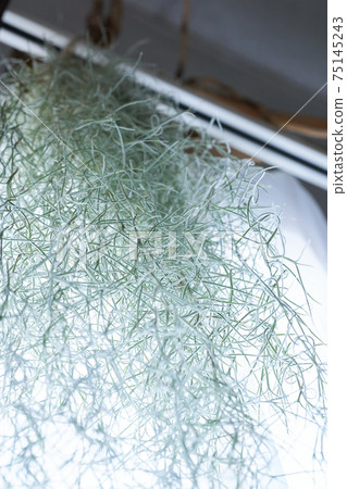 Airplants (Usneoides) 75145243