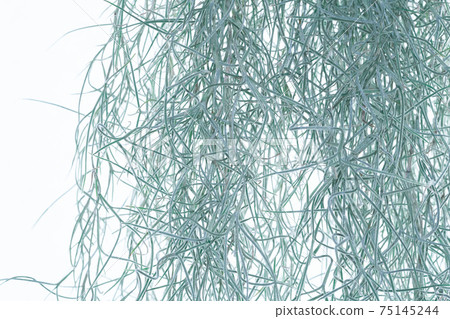 Airplants (Usneoides) 75145244