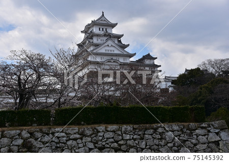 日本兵庫縣姬路市姬路城,世界遺產,國寶,春天的櫻花和宏偉的城樓 日本兵庫縣姬路市姬路城,世界遺產,國寶,春天的櫻花和宏偉的城樓 75145392