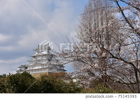 日本兵庫縣姬路市姬路城,世界遺產,國寶,春天的櫻花和宏偉的城樓 日本兵庫縣姬路市姬路城,世界遺產,國寶,春天的櫻花和宏偉的城樓 75145393