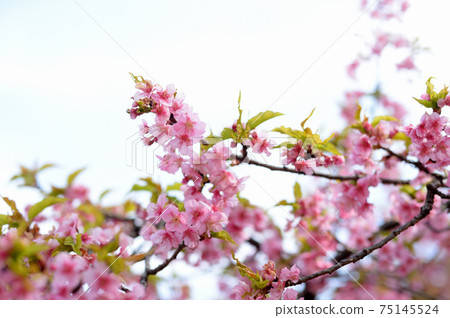 Yoyogi Park, early blooming Kawazu cherry blossoms, leaf cherry blossoms 75145524