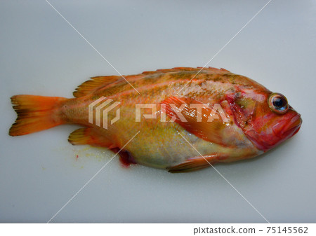A fresh fish called rockfish with lively eyes is photographed on a white background 75145562