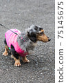 Pet dog Dax 75145675