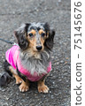 Pet dog Dax 75145676